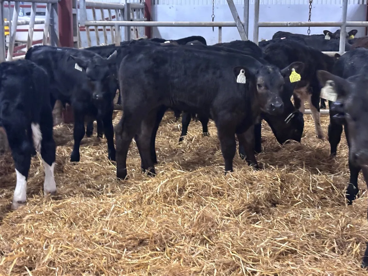 12 smashing reared Hereford & Angus calves - Image 1