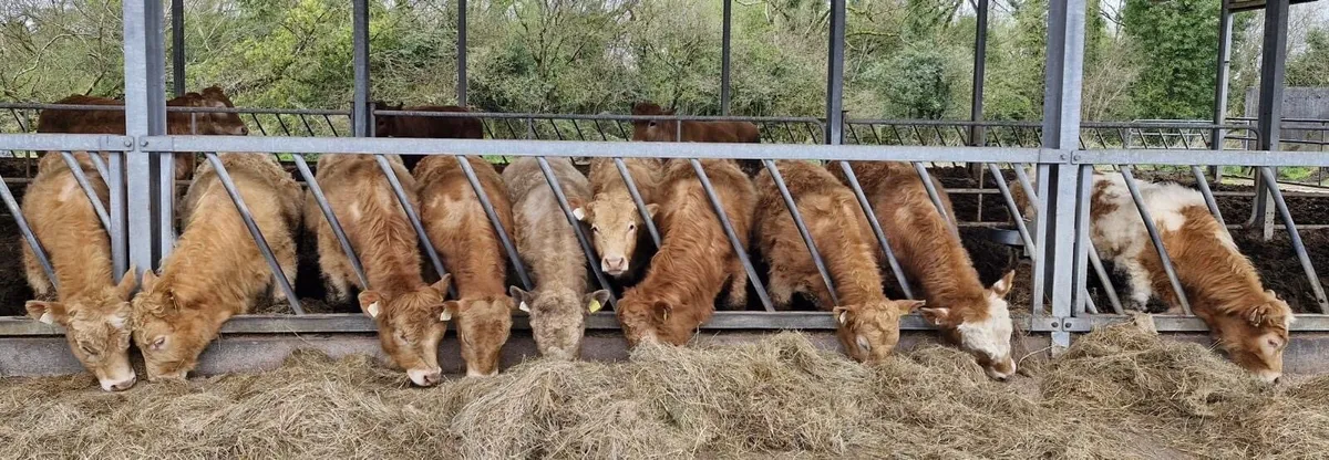 Gort Mart: 9th April & 10th April - Image 3