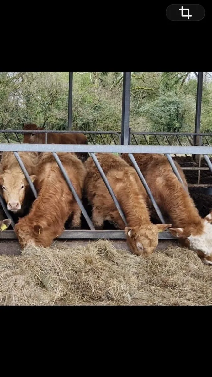 Gort Mart: 9th April & 10th April - Image 4