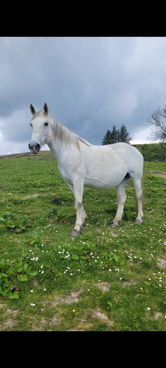 Class 1 Irish Draught Mare - Image 2