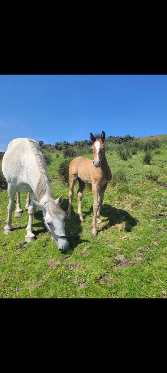 Class 1 Irish Draught Mare - Image 3
