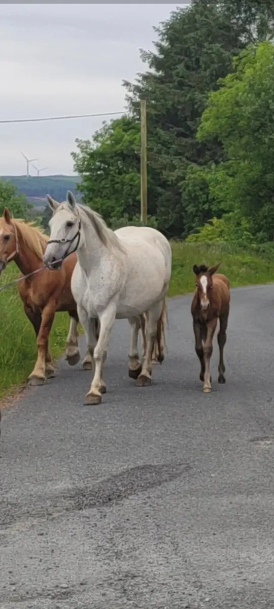 Class 1 Irish Draught Mare - Image 4