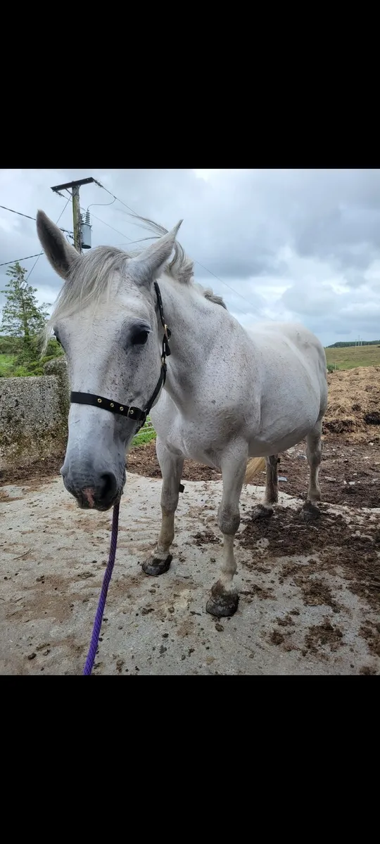 Class 1 Irish Draught Mare - Image 1