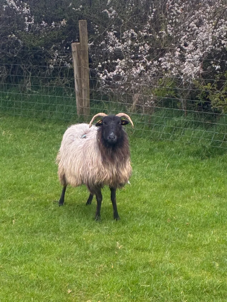 Foster ewe