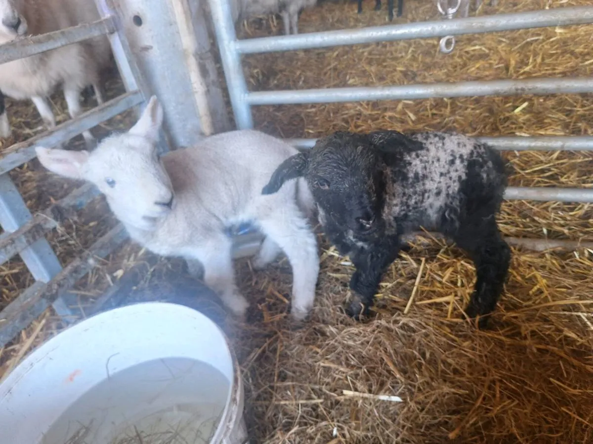 Pet lambs read add before ringing - Image 1