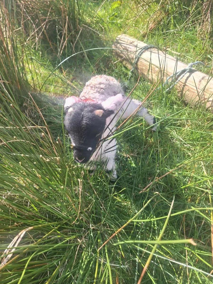 Pet lambs read add before ringing - Image 2