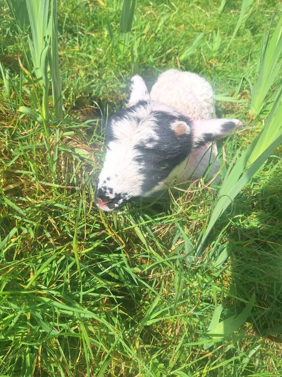 Pet lambs read add before ringing - Image 3