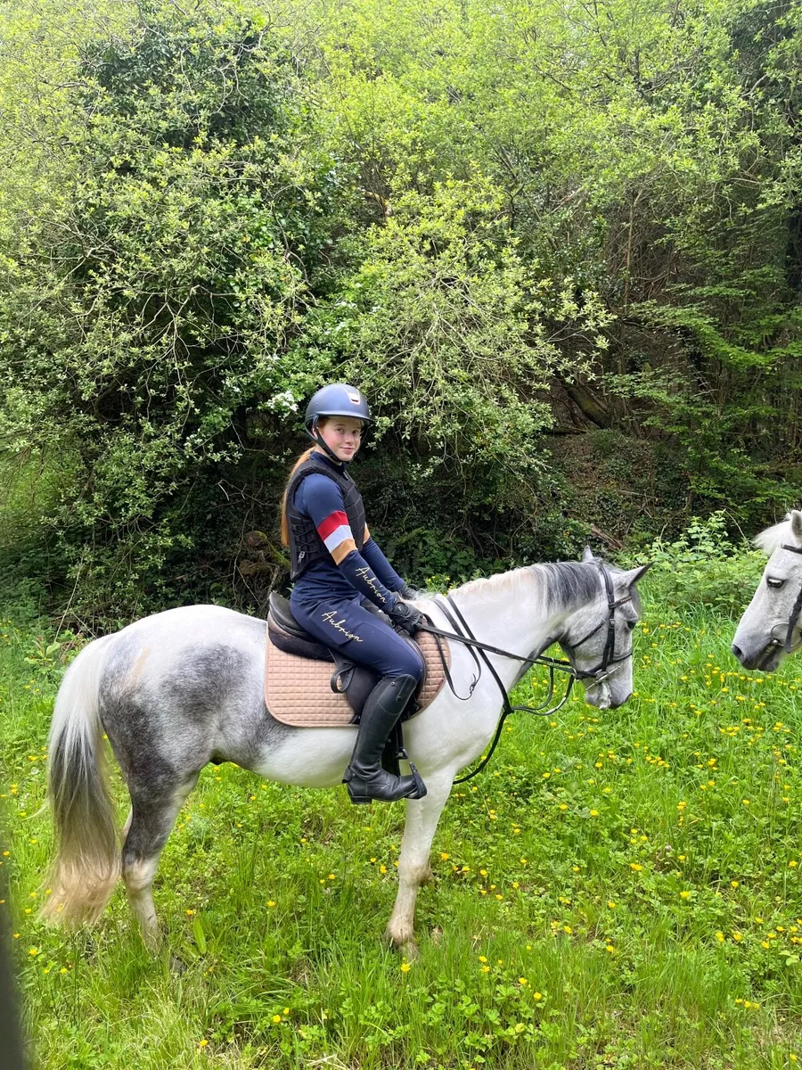 138cm gelding - Image 3