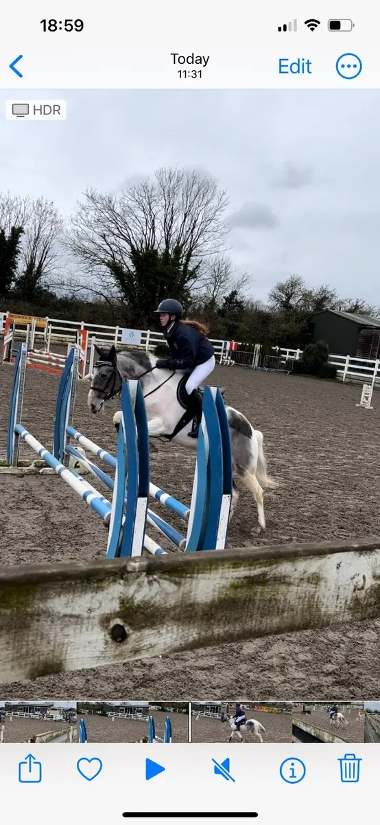 138cm gelding - Image 4