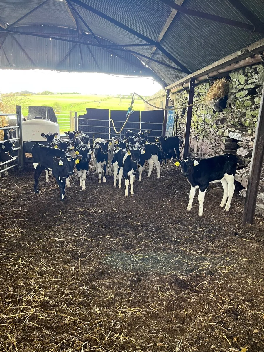 FR HEIFER CALVES - Image 1