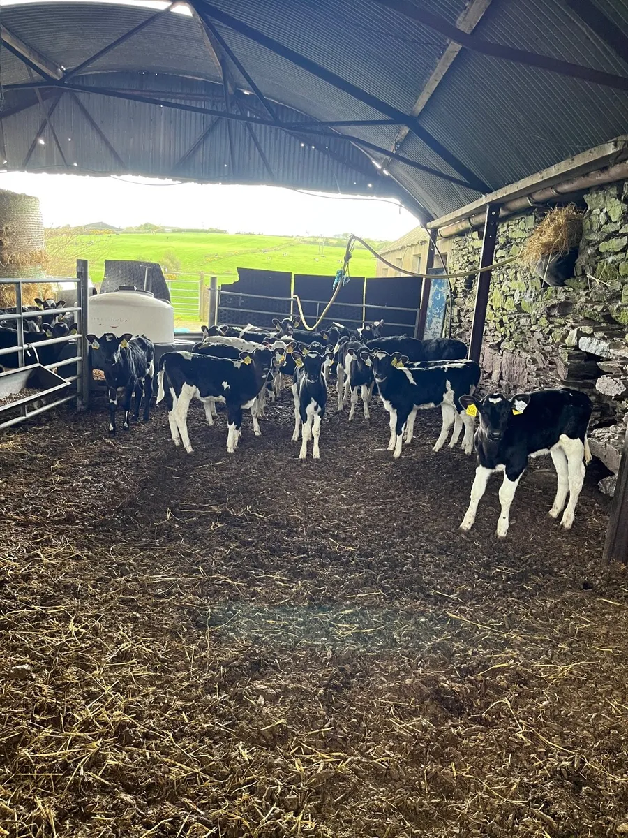 FR HEIFER CALVES - Image 2
