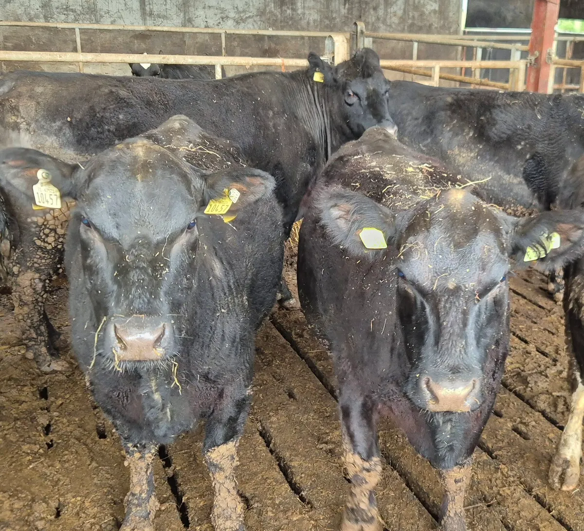 Ped AA cows Fordel Lockdown Stouphill Bomber - Image 1