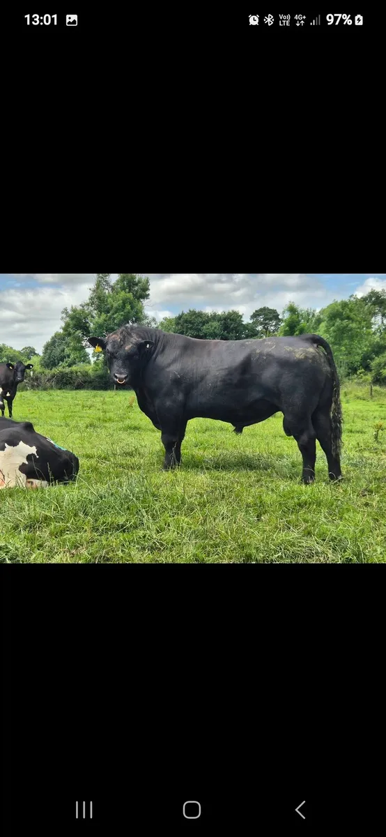 Ped AA cows Fordel Lockdown Stouphill Bomber - Image 2