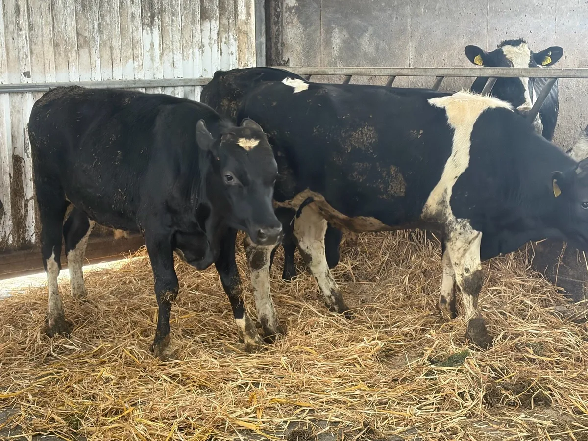 Teaser bulls - Image 3