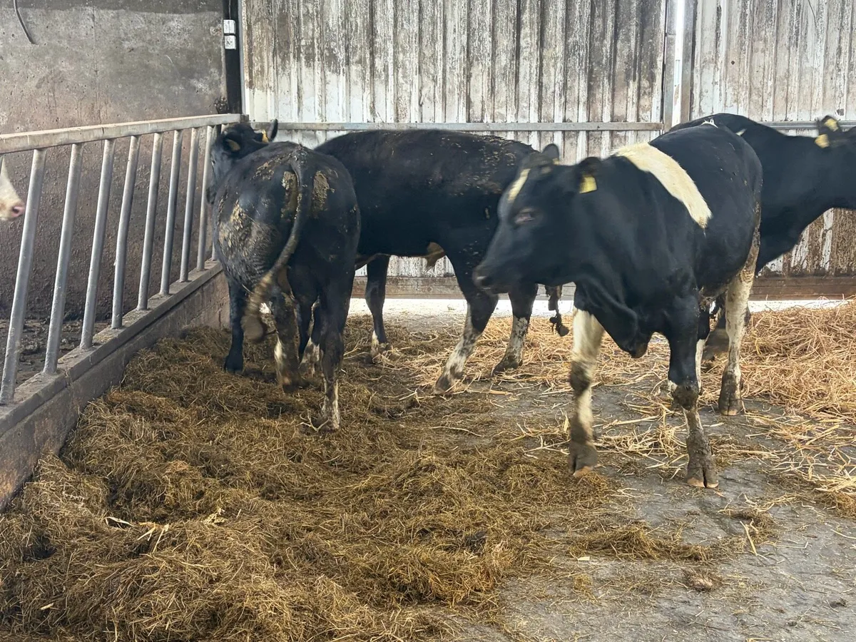 Teaser bulls - Image 4