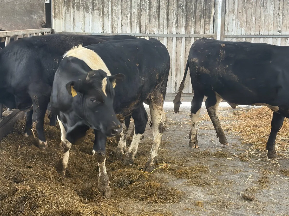 Teaser bulls - Image 1