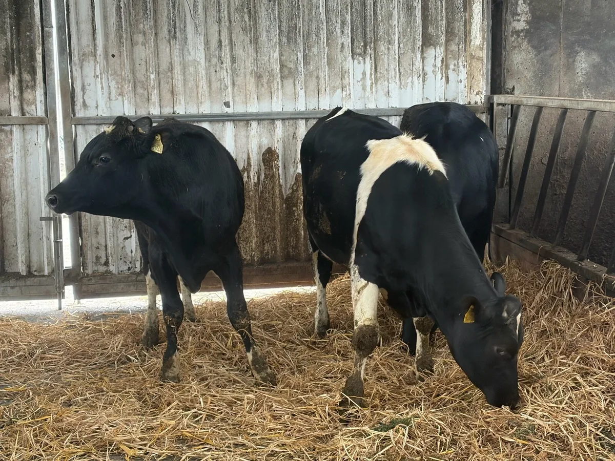 Teaser bulls - Image 2