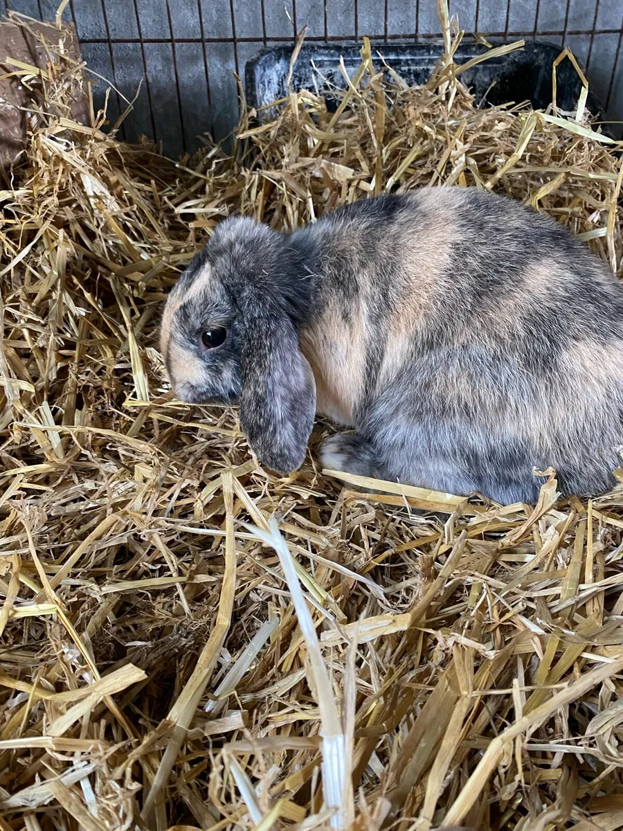 Lop ear rabbit - Image 1