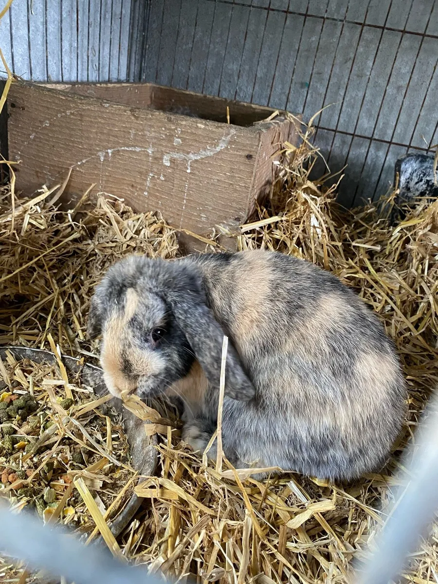 Lop ear rabbit - Image 2