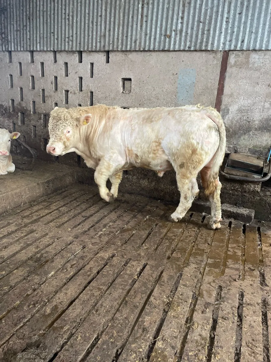 Pedigree Charolais Bull - Image 3