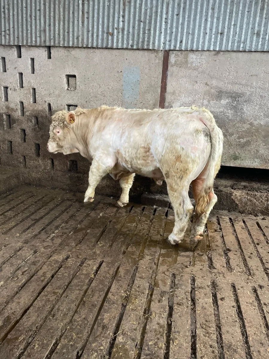 Pedigree Charolais Bull - Image 4