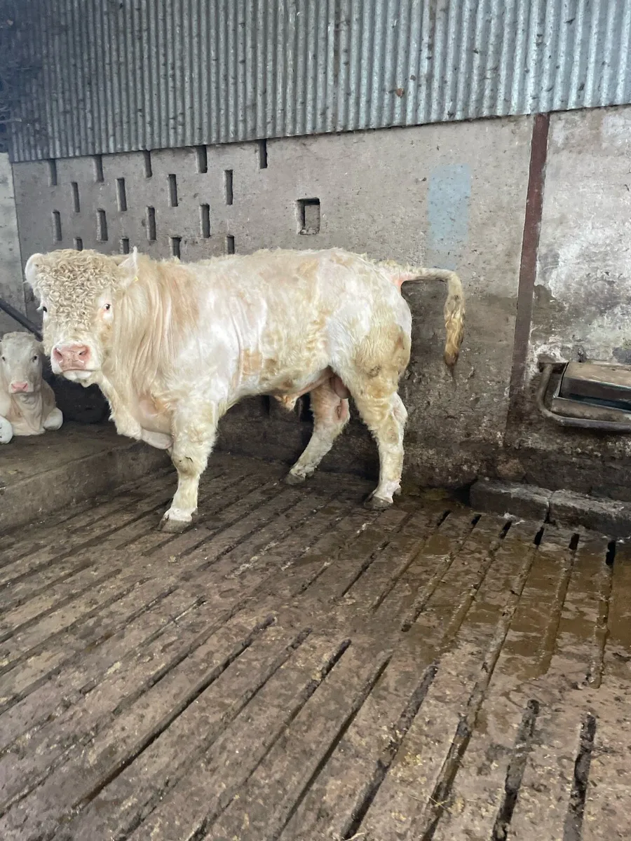 Pedigree Charolais Bull - Image 1