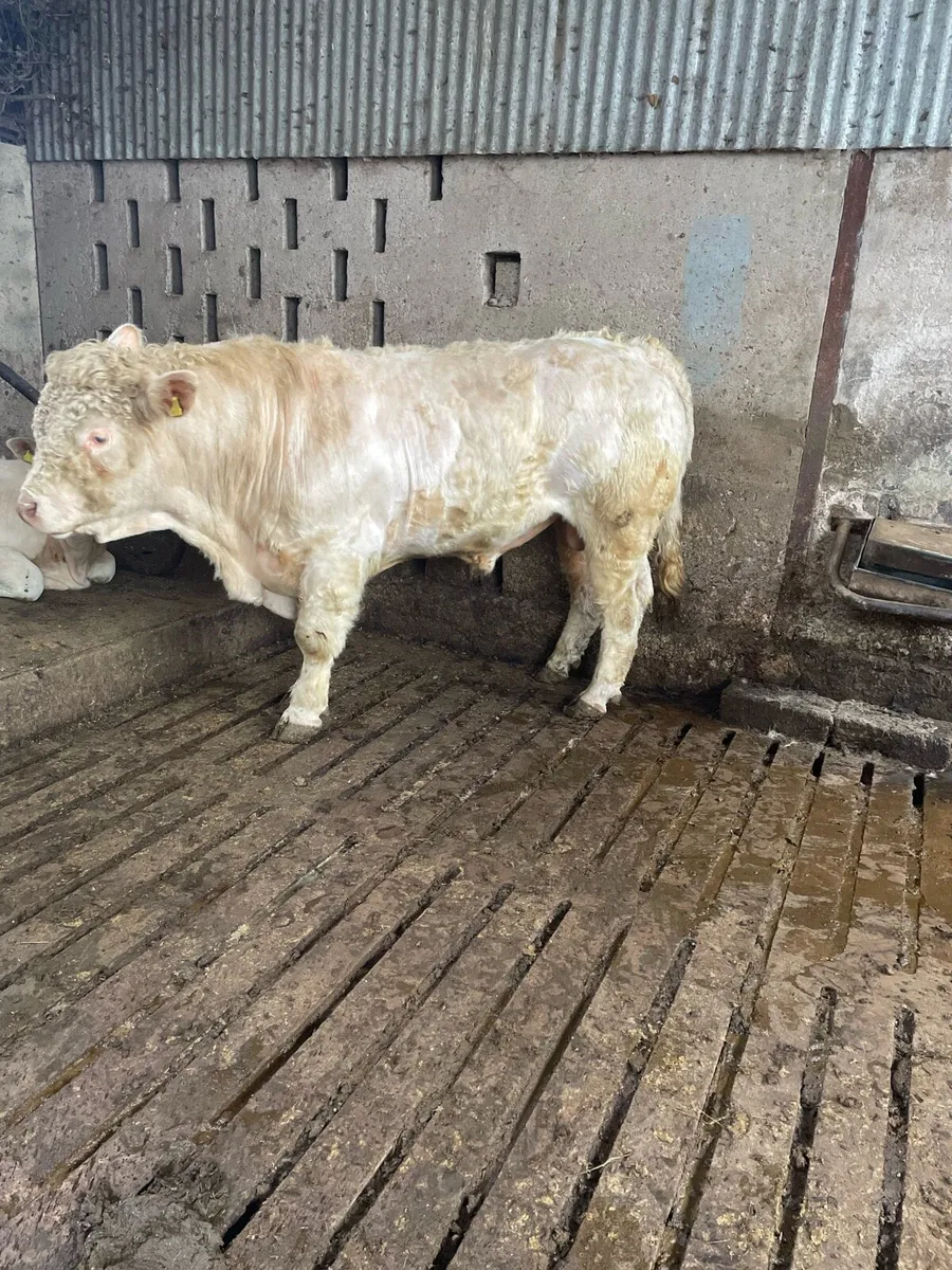 Pedigree Charolais Bull - Image 2