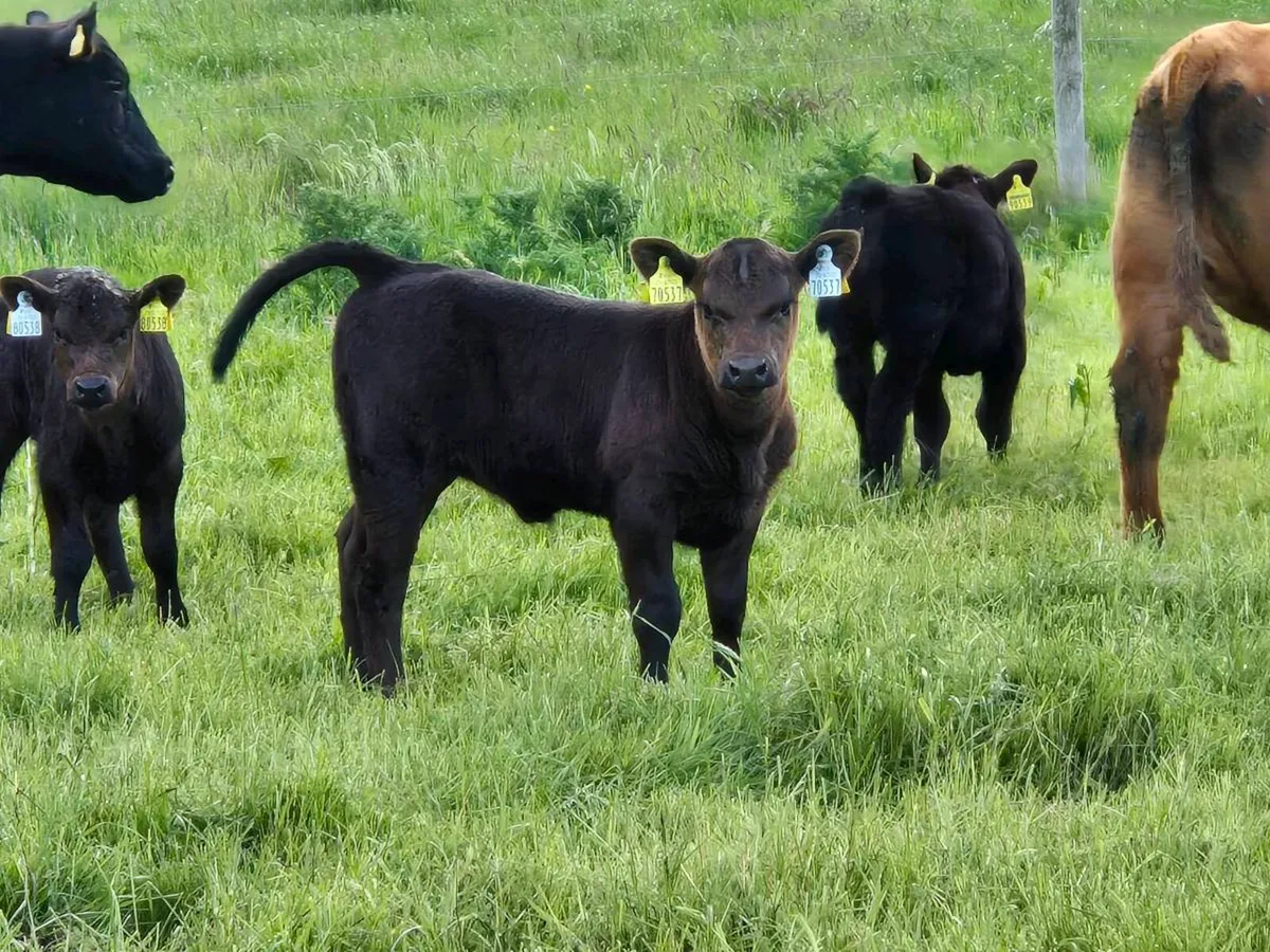 Ped AA cows Fordel Lockdown Stouphill Bomber - Image 3