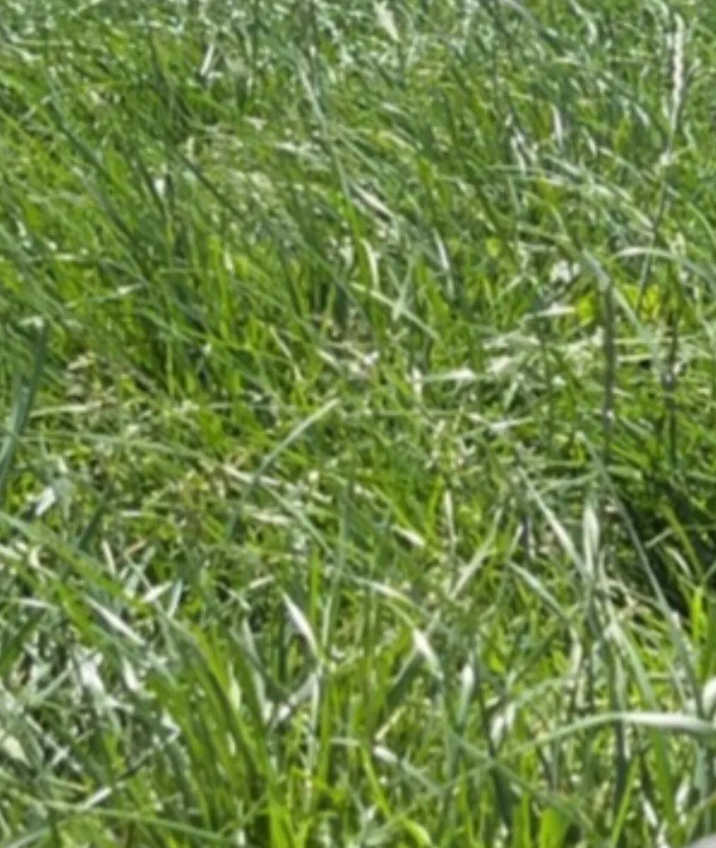 Grazing / Contract Rearing