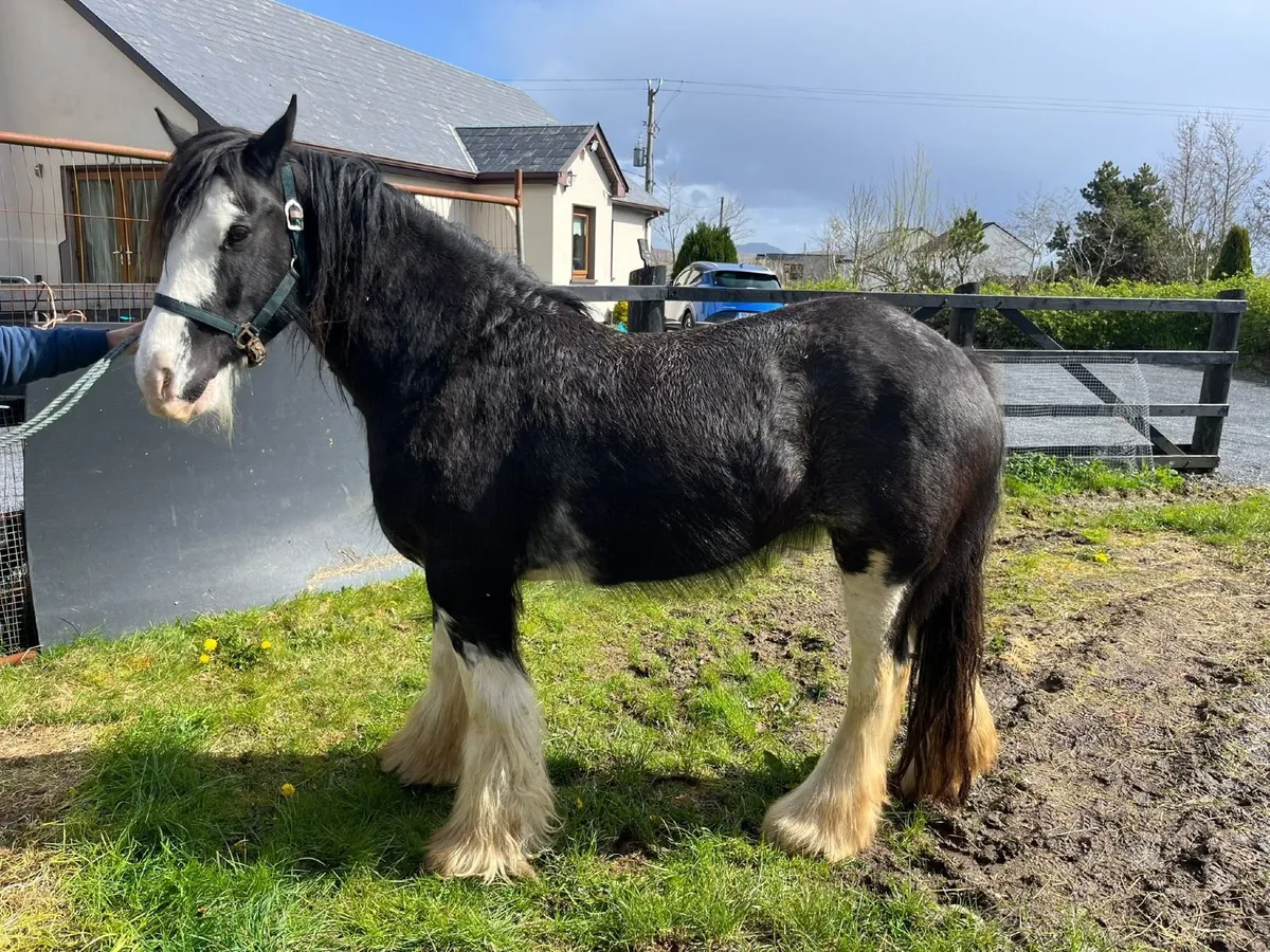Registered Irish Cob Mare - Image 2