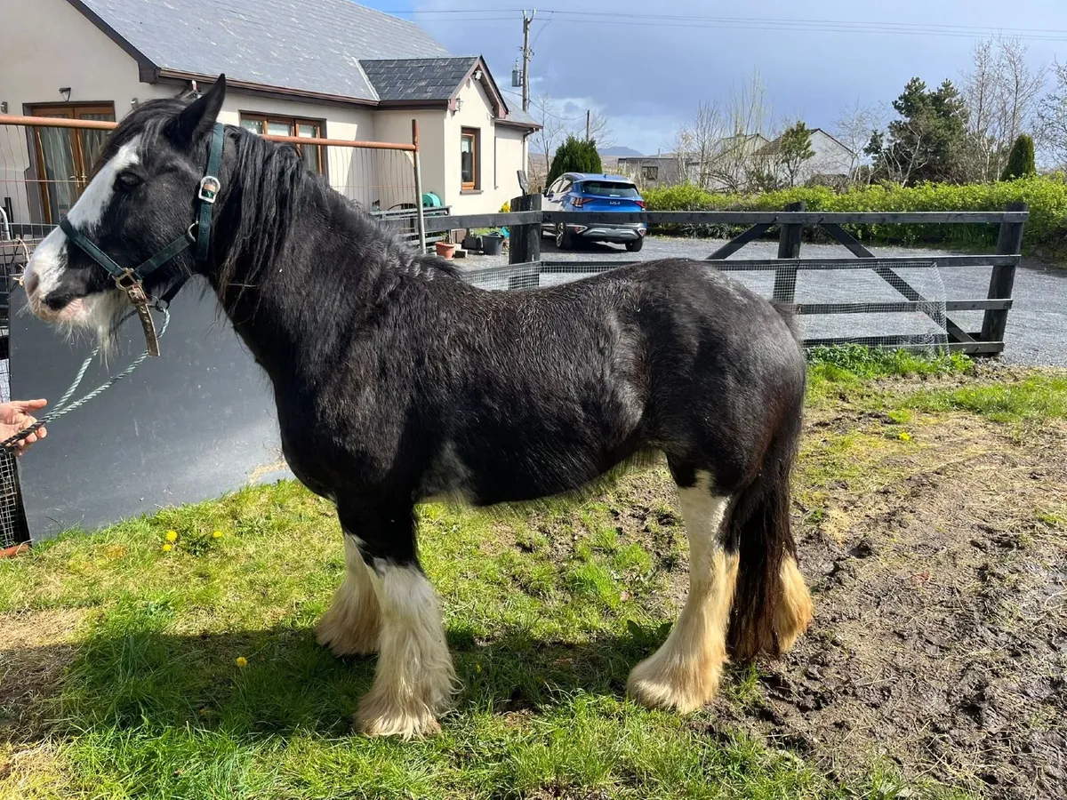 Registered Irish Cob Mare - Image 1