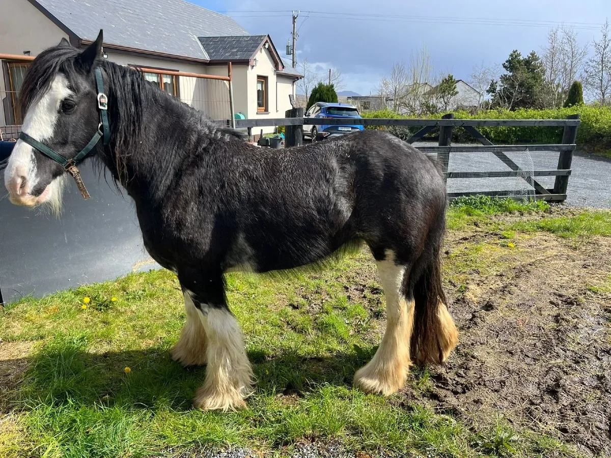 Registered Irish Cob Mare - Image 3
