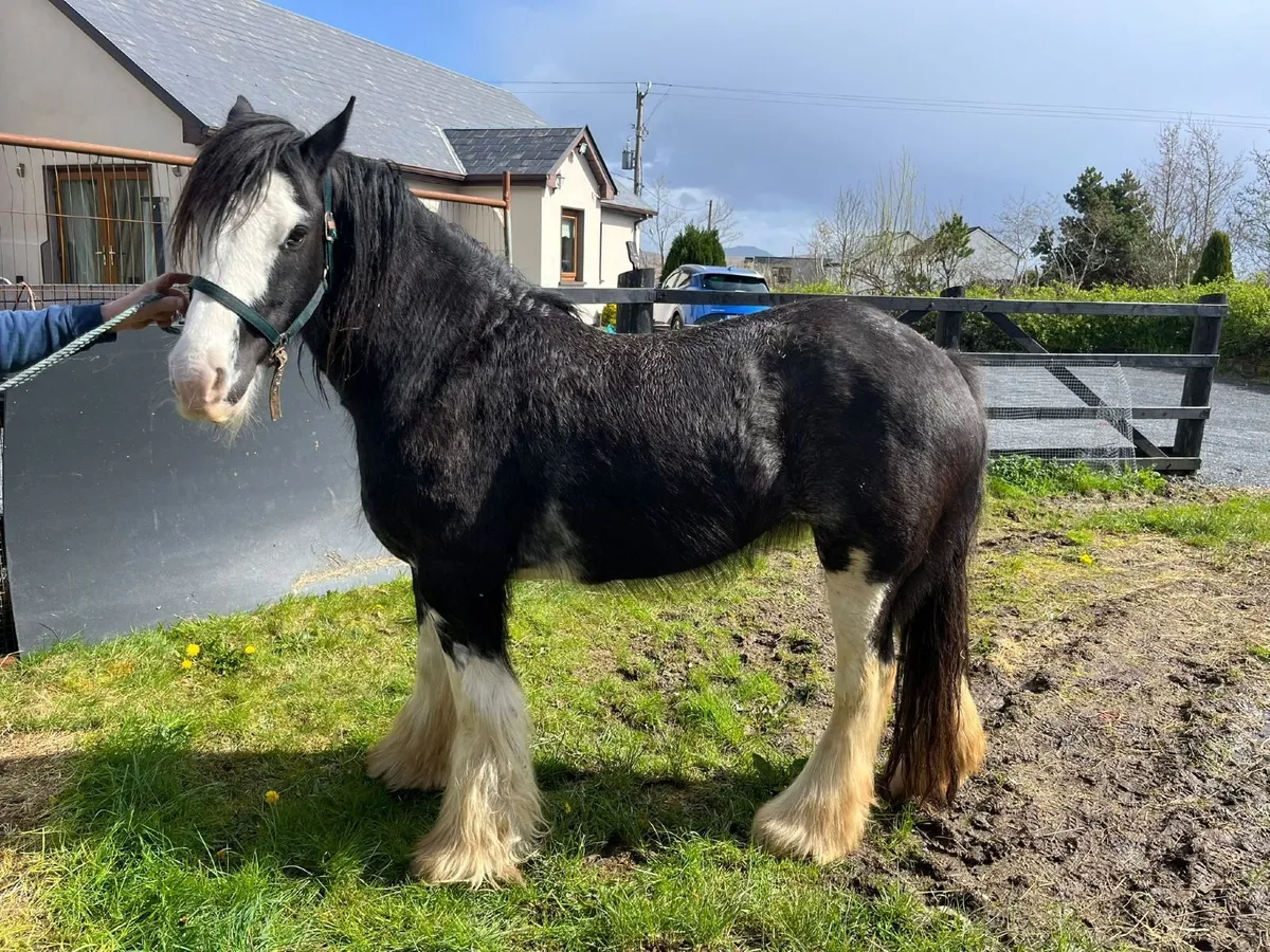 Registered Irish Cob Mare - Image 4