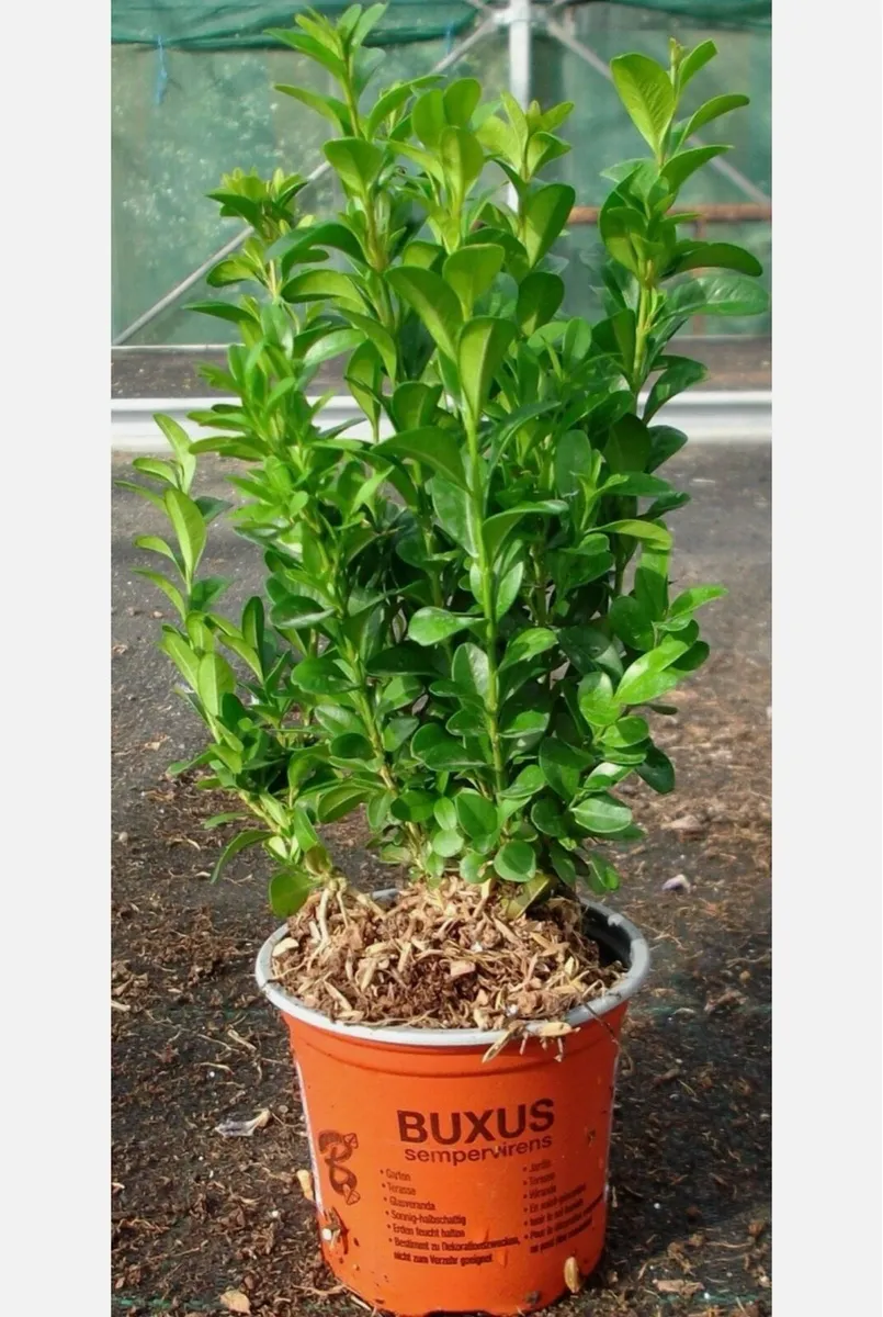 Box hedging buxus - Image 2