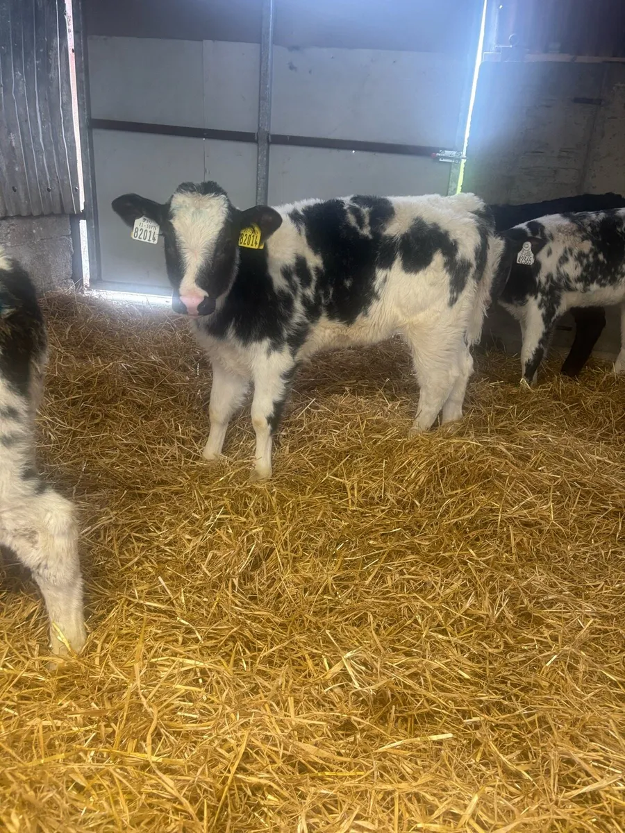 Calves just about off milk - Image 1