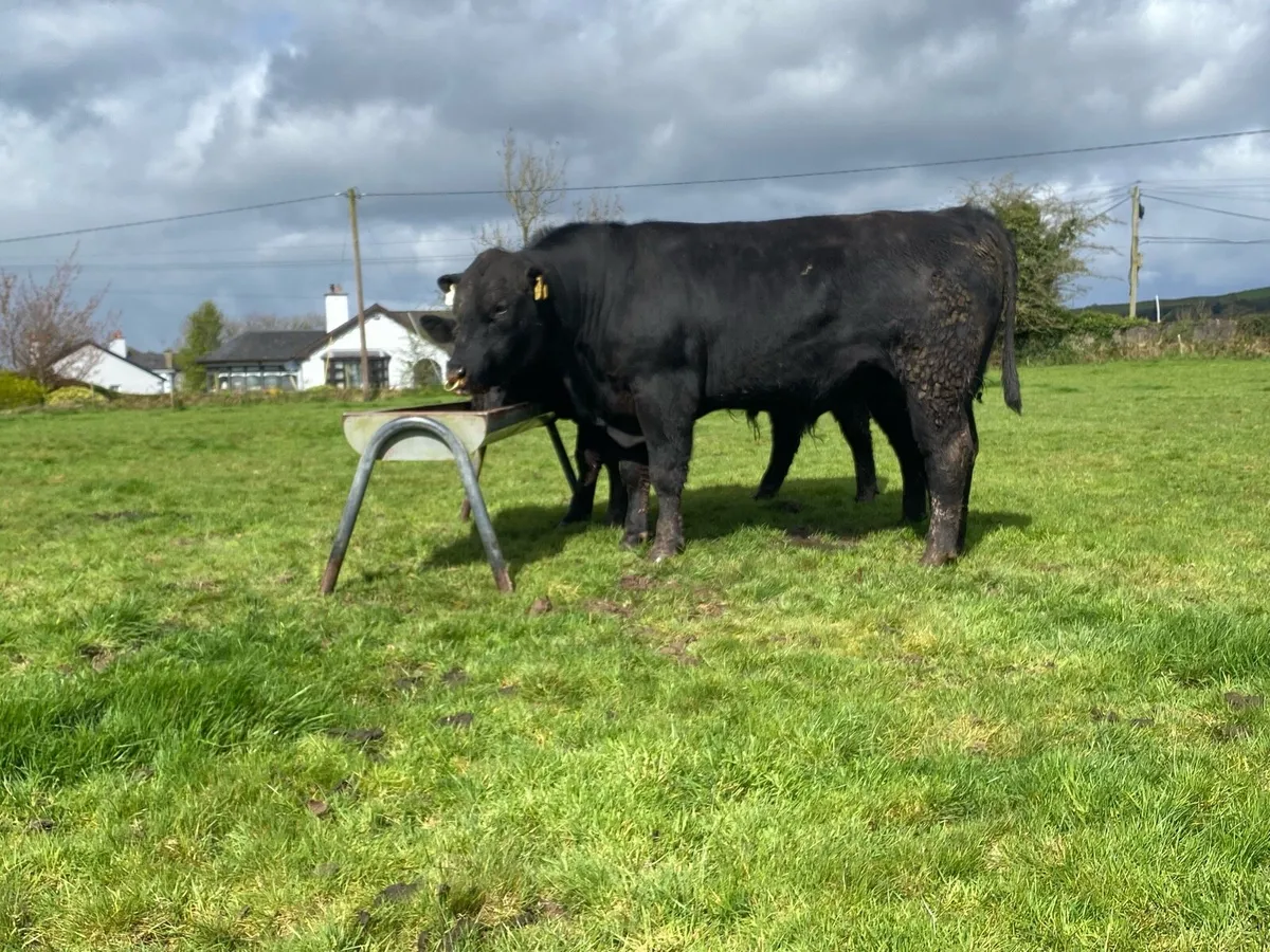 2 yr old Angus Bulls - Image 3