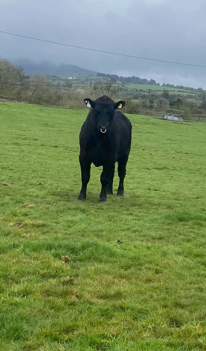 2 yr old Angus Bulls - Image 4