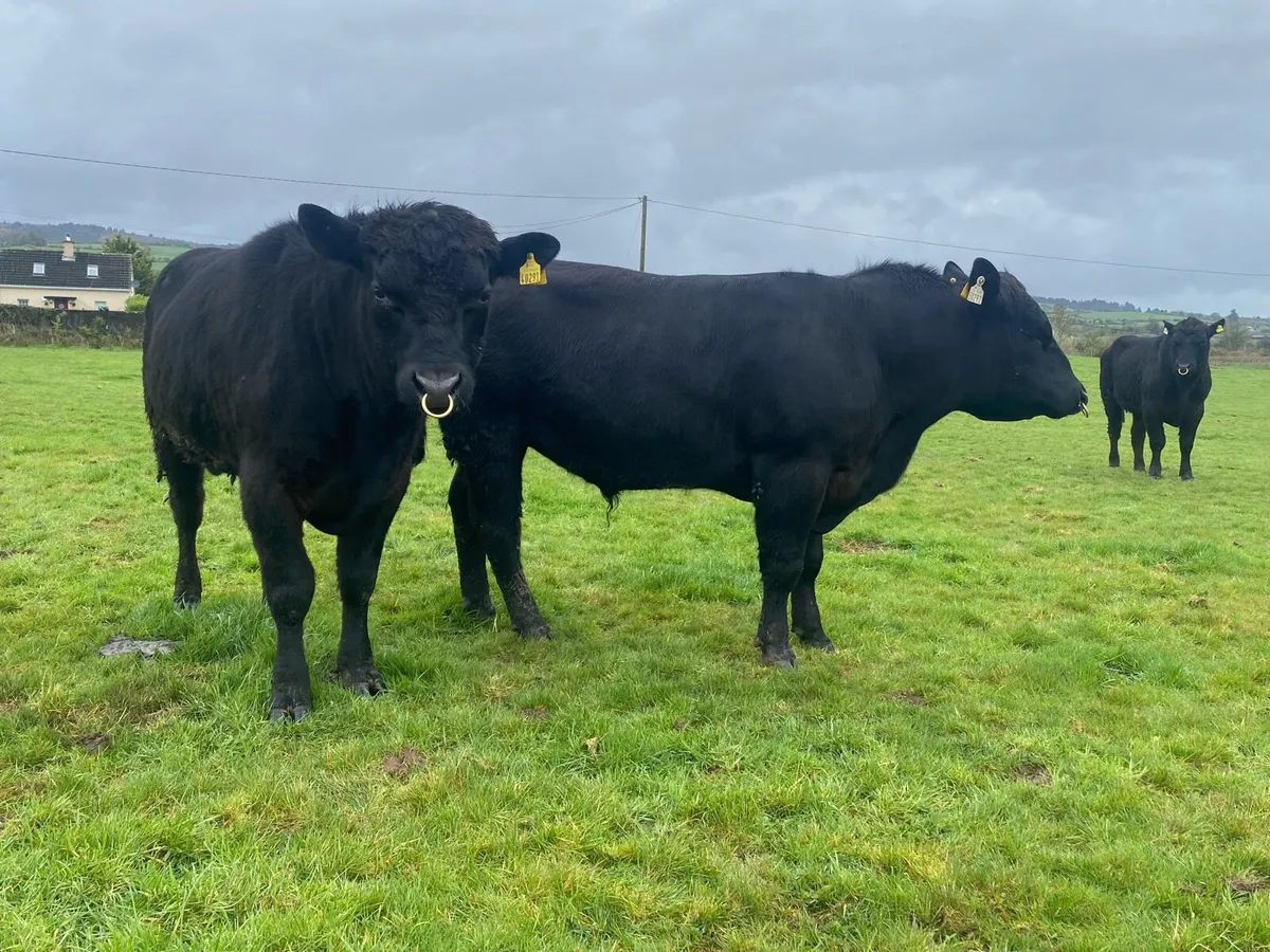 Pedigree Angus Bulls - Image 3