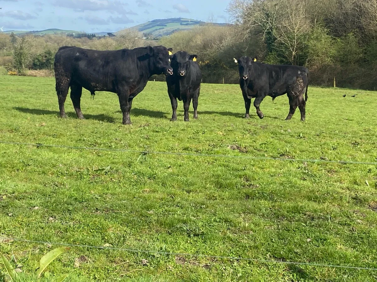 2 yr old Angus Bulls - Image 2
