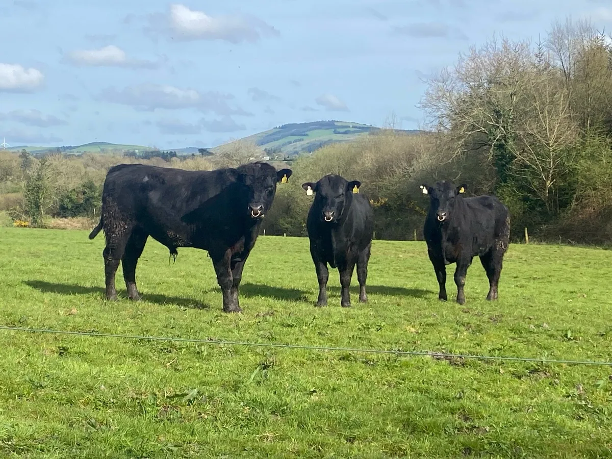 2 yr old Angus Bulls - Image 1