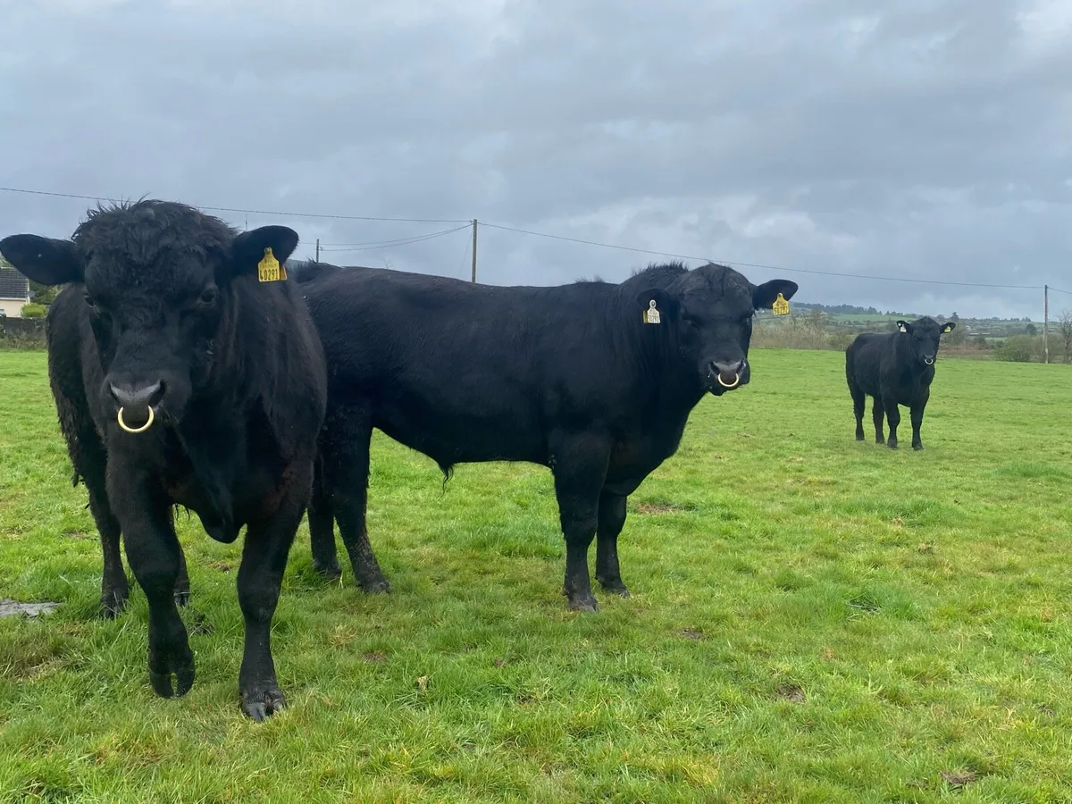 Pedigree Angus Bulls - Image 2