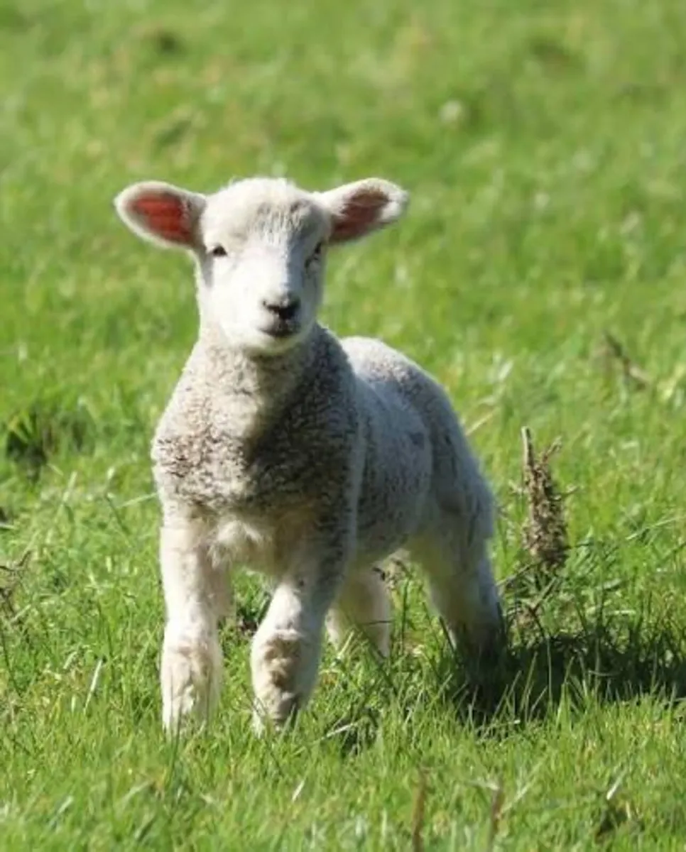 Baby lamb for sale