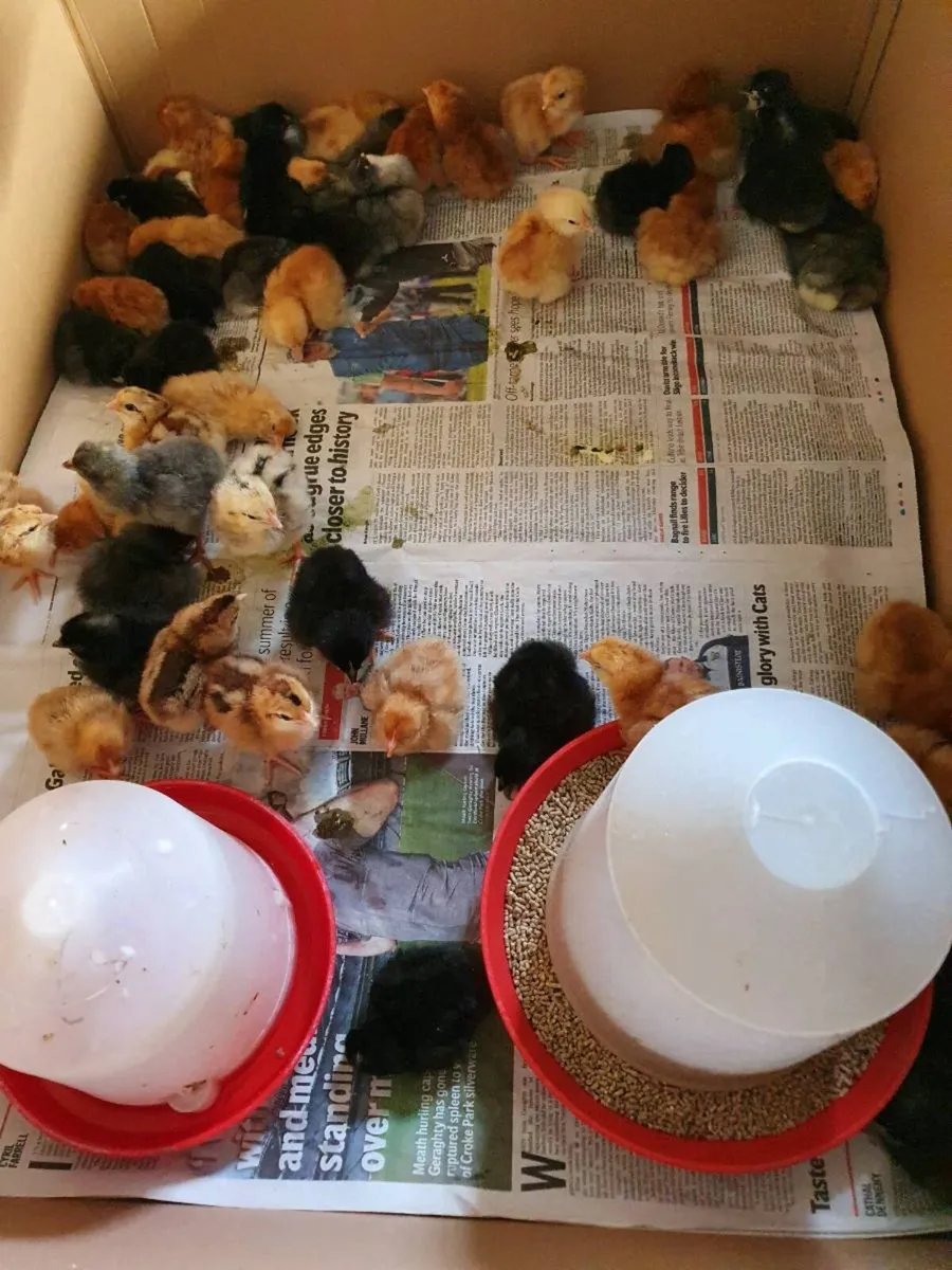 Chicks/Hens/Ducklings/fertile eggs/peacock - Image 1