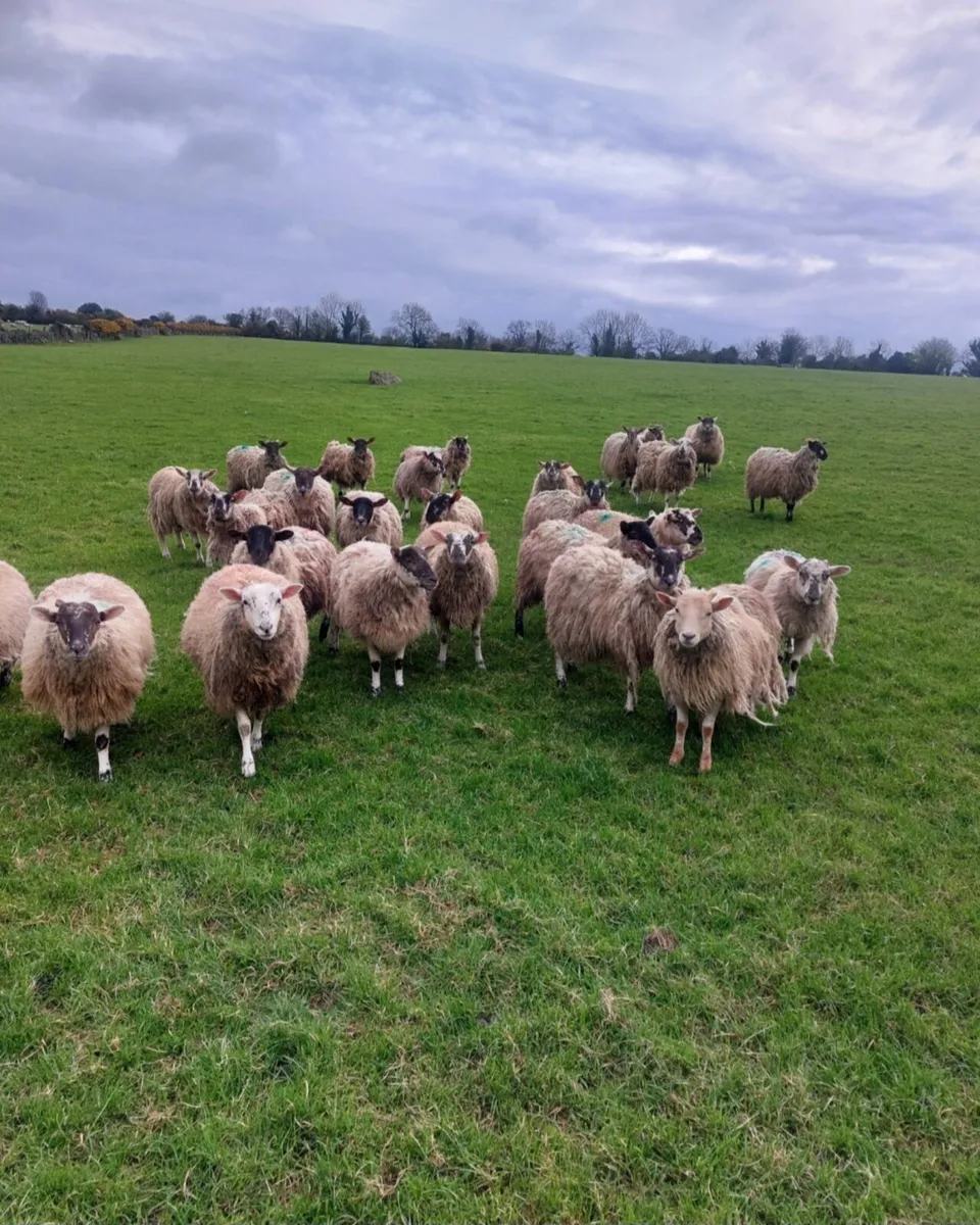 30 crossbred hoggets - Image 1