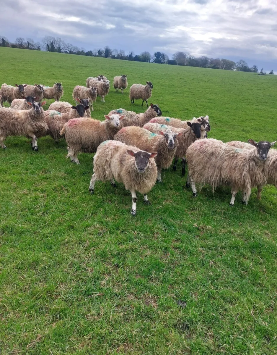 30 crossbred hoggets - Image 2
