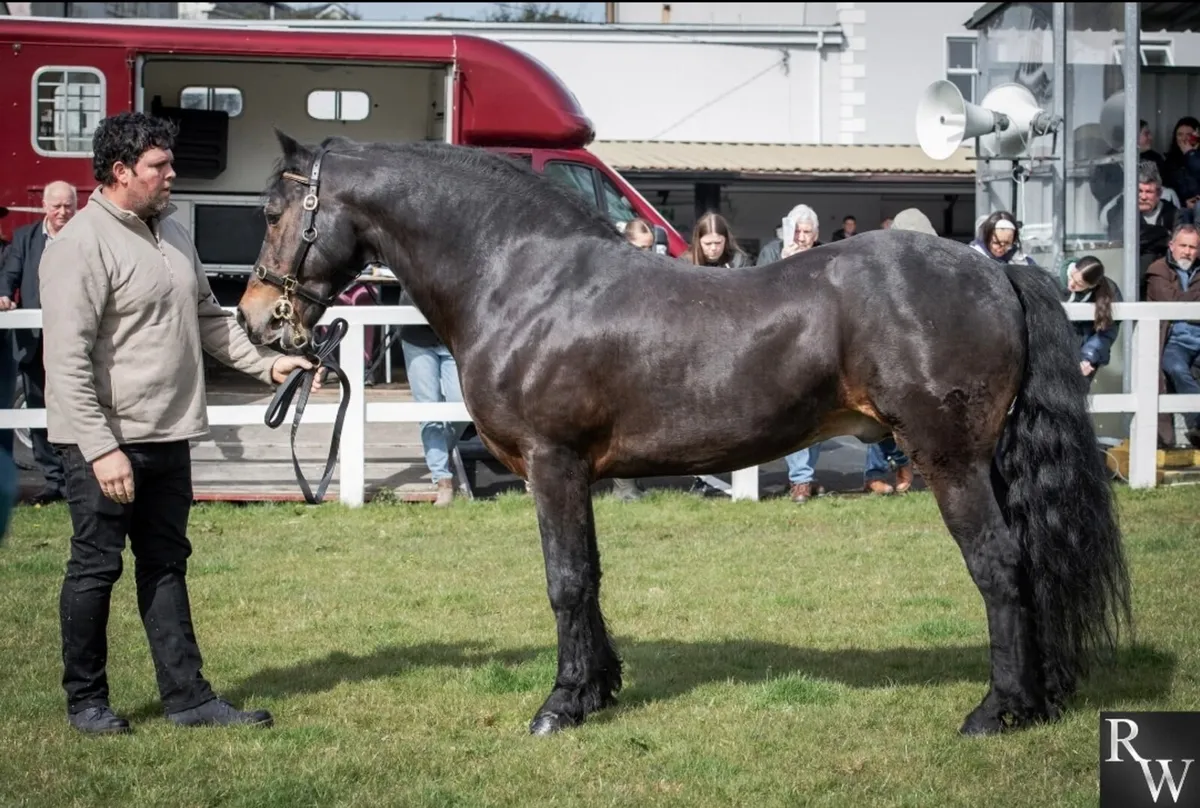 *CLASS 1 CONNEMARA* stallion  at stud - Image 1