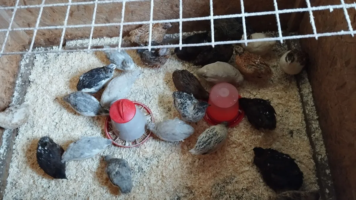Quail's - Image 1