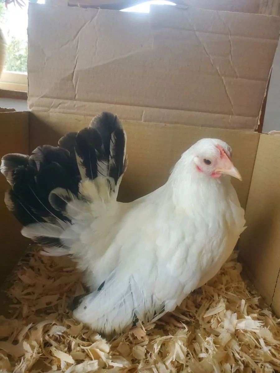 Japanese bantams pair and hatching eggs - Image 1