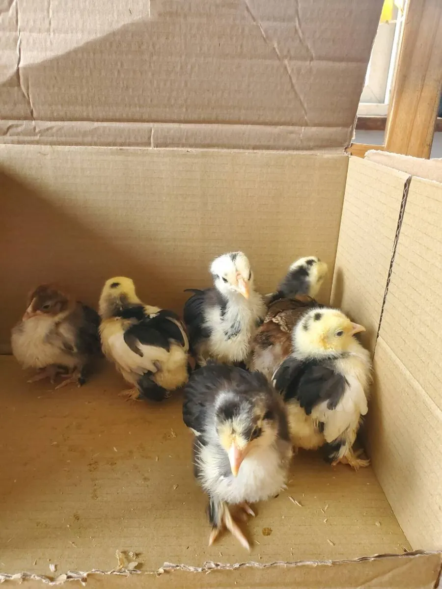 Japanese bantams pair and hatching eggs - Image 3