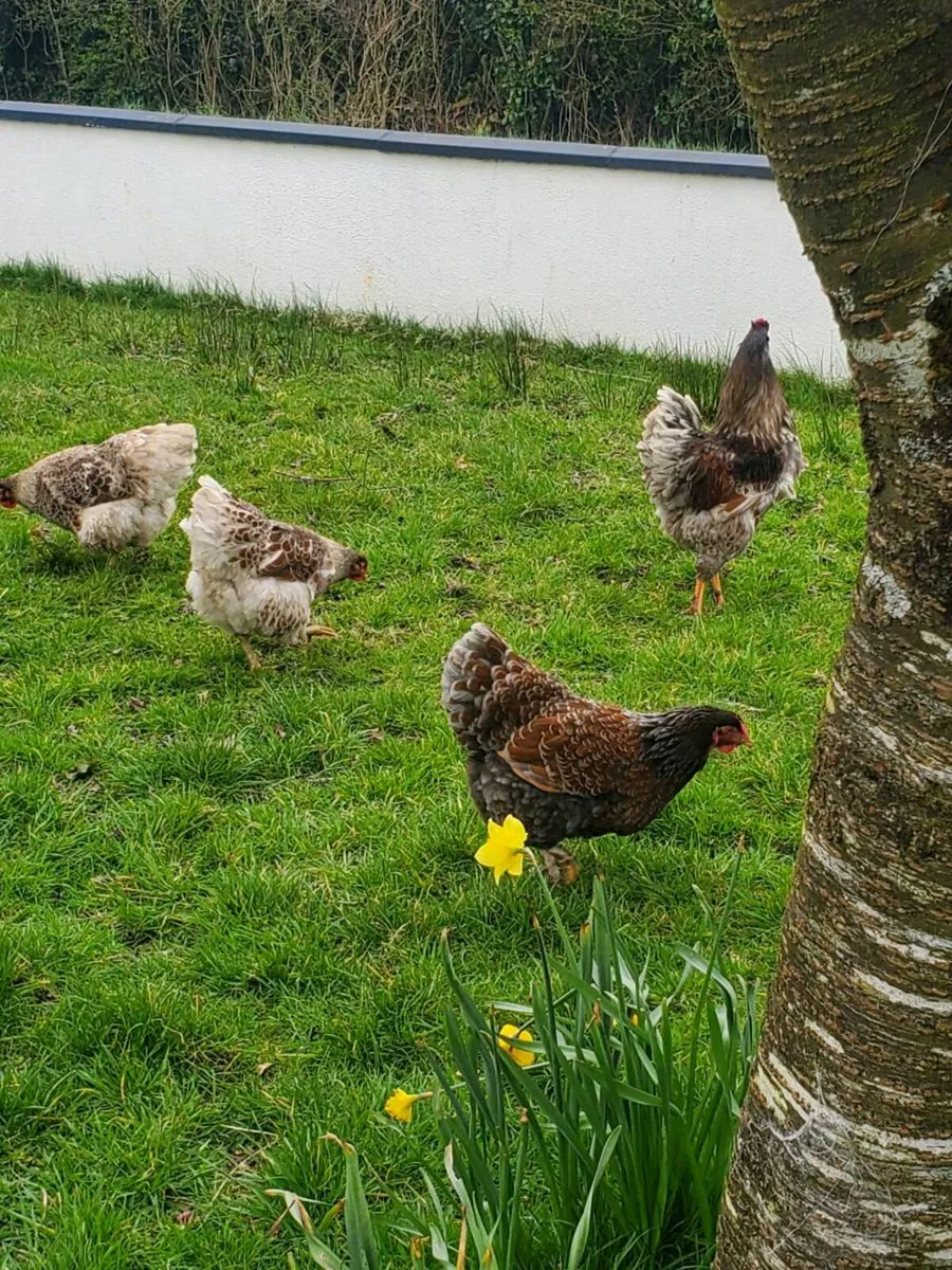 Japanese bantams pair and hatching eggs - Image 4